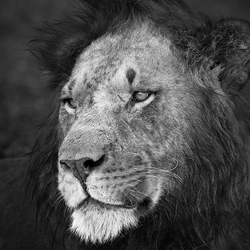 Photographie d'un Lion, roi des animaux, en noir et blanc.